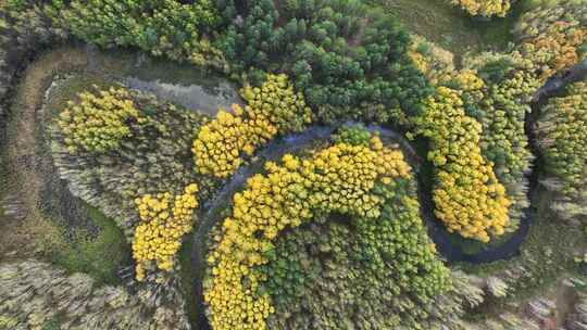 航拍中国内蒙古呼伦贝尔湿地秋季自然风光
