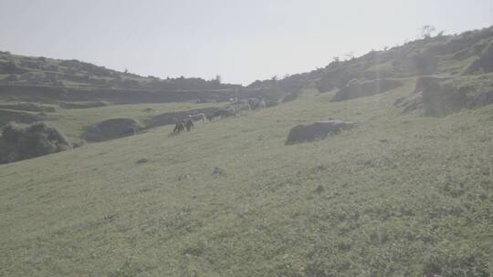 草原羊群在山坡上奔跑吃草阳光蓝天01
