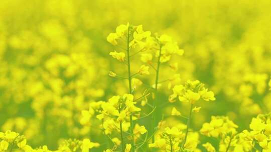 春天油菜花随风飘动慢镜头