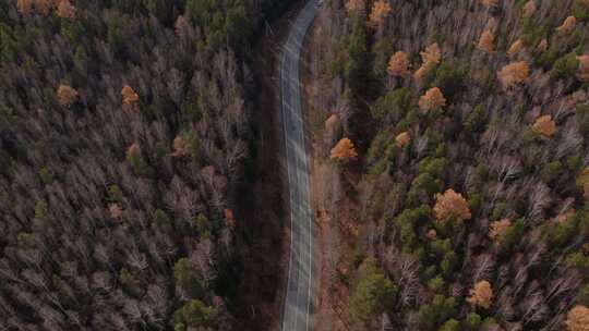 乌拉尔秋季森林之间的曲线柏油路