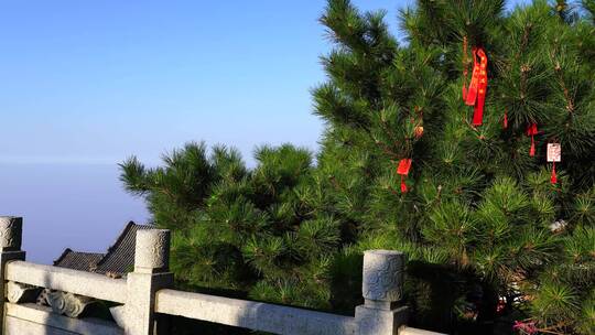 泰山玉皇顶上挂着祈福许愿红绳红丝带的松树