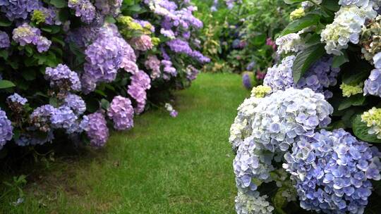 绣球花花园公园绿植植物园