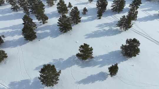 呼伦贝尔冬季白色雪原绿色松林