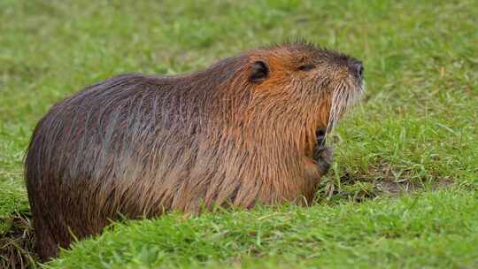 海狸鼠、食草动物、Coypu、啮齿动物