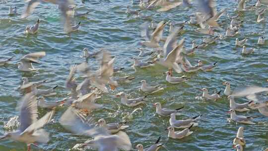 海面上海鸥飞翔与游动画面