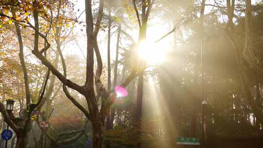 天然氧吧森林光影西湖杨公提早晨光线