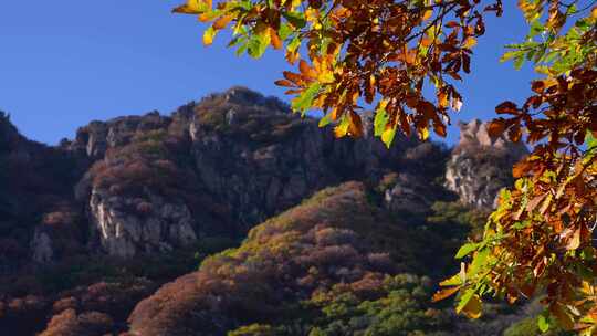 秋日斑斓树叶特写