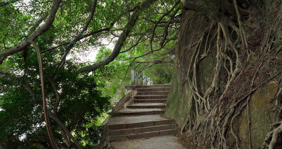 古树根长在石头里盘根错节