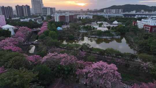 中国广东省广州市从化区华软异木棉