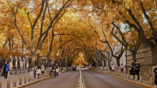 秋天金黄树叶的街道