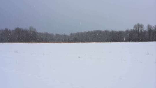 冬日雪地森林雪景