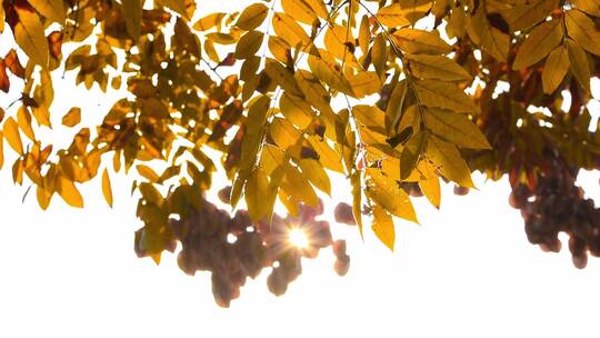 金秋天暖色阳光透过金黄树叶
