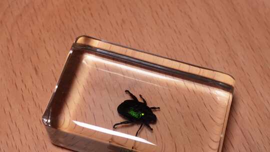 豆金龟背部腹部昆虫标本琥珀 (2)