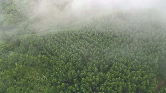 雾气笼罩的茂密山林全景