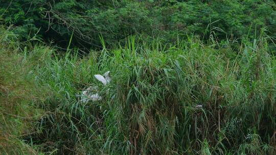 湿地公园芦苇丛白鹭