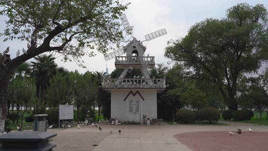 南京玄武湖景区的和平鸽