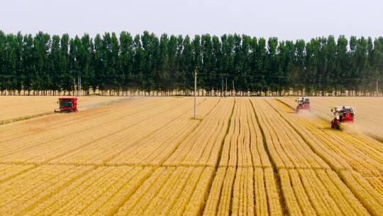 航拍农田小麦收割