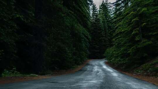 拔出树林中的道路镜头