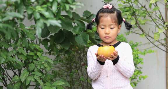 小女孩摘柿子