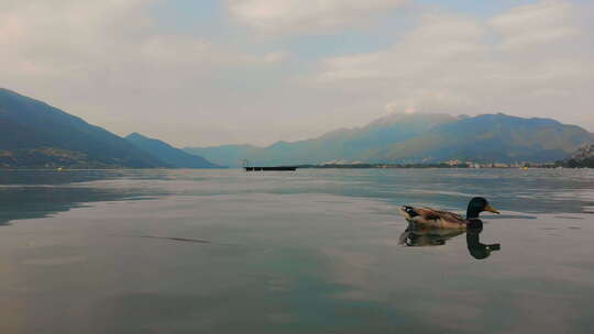 日出时，一只孤独的鸭子在一个宁静的湖里游泳，背景是群山