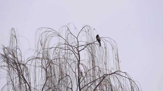 喜鹊冬季枝头鸣叫