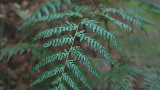 蕨类植物植被