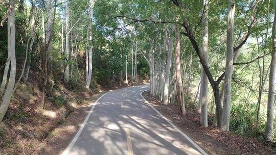 美女树林公路跑步森林奔跑锻炼