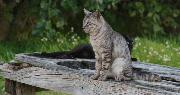 在户外的小猫