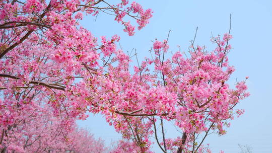 樱花树林春暖花开满树开满鲜花