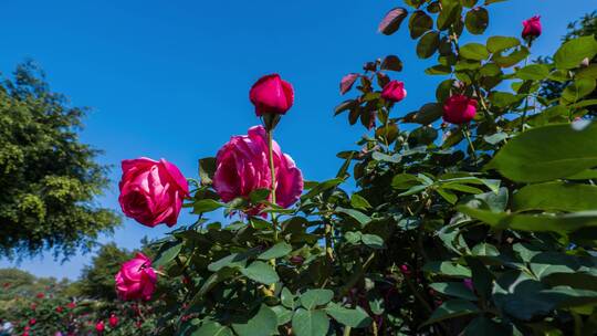 盛开的月季花玫瑰花视频素材模板下载