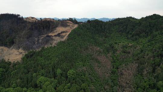 山火扑灭后的重庆北碚缙云山焦土隔离带航拍