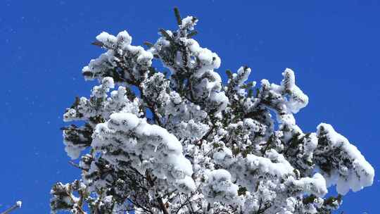 雪松 雪树子摇曳