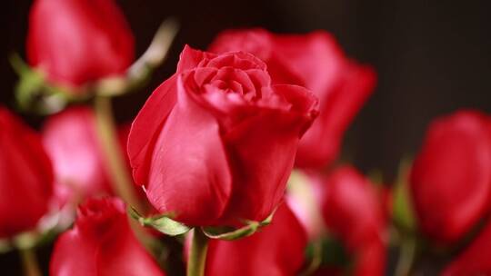 家具生活品味装饰爱情表白红玫瑰花