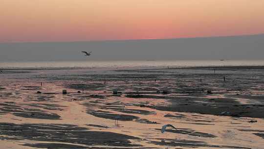 日落时分大海滩涂上的白鹭在觅食视频素材模板下载