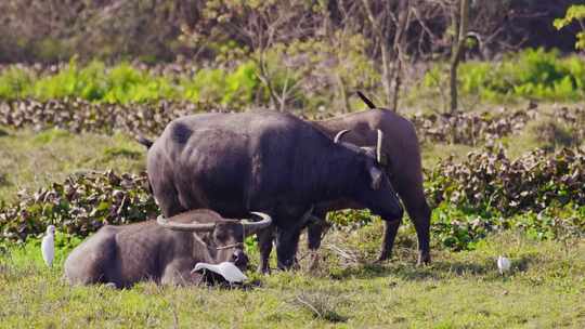 水牛与白鹭 动物之间和谐相处