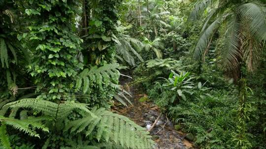 热带雨林中的一条河流