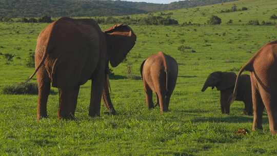 在绿色的田野里和其他动物一起平移大象家族