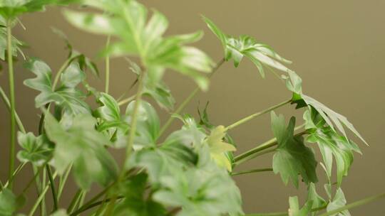 室内植物的特写镜头