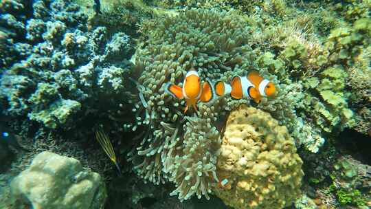 海底世界 海底珊瑚小丑鱼视频素材模板下载