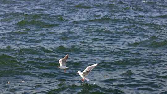云南大理洱海的海鸥视频素材模板下载