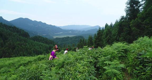 4K实拍羌族高山采茶