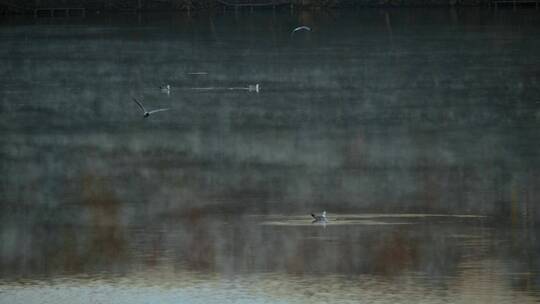 鸟儿在湖面上飞翔和划桨
