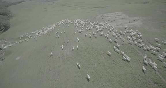 航拍内蒙古大草原上奔跑的羊群小羊羔