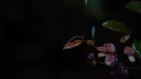 慢镜头-雨滴落在雨林绿叶上唯美空镜视频素材模板下载