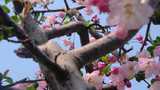 春天秋天樱花树枝叶植物风景视频素材高清在线视频素材下载