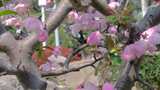 春天秋天樱花树枝叶植物风景视频素材高清在线视频素材下载