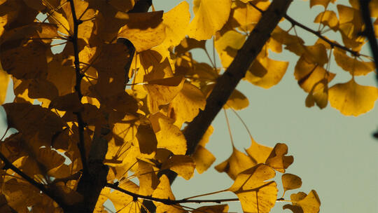 秋天金黄色的银杏树叶，视频素材