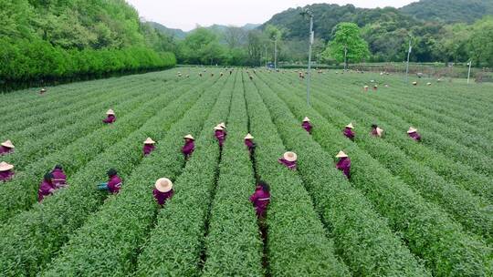 航拍西湖龙井茶园视频素材模板下载