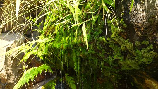 洞顶石头植物苔藓滴水泉水流水矿物质水资源