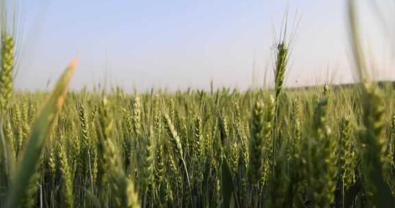 农业 麦地 小麦